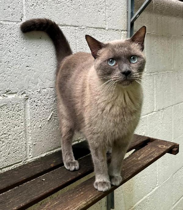Blu  Micio Siamese